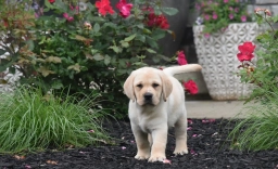 Big Creek Labradors  puppies for sale