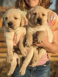 Francom Pups  puppies for sale