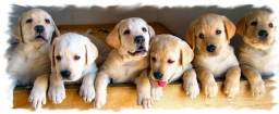 BACHMAN MILL LABRADORS  puppies for sale