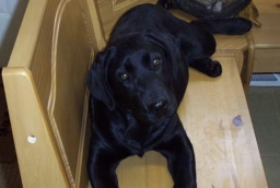 Thunder Labradors  puppies for sale