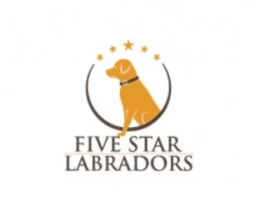 Five Stars Labradors  puppies for sale