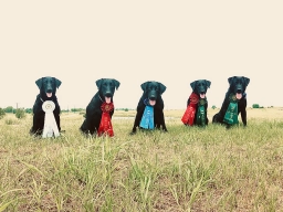 Calls Back Labradors  puppies for sale