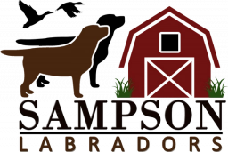 Sampson Labradors  puppies for sale