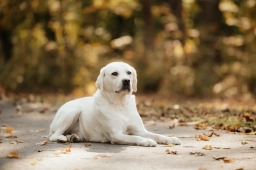 Hickory Ridge Labradors  puppies for sale