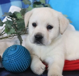 Keystone Labradors  puppies for sale