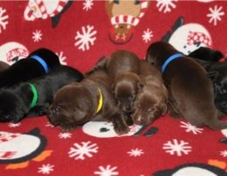 Big Cheek Labradors  puppies for sale