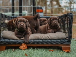 BAREFOOT KENNELS  puppies for sale