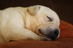 Michigan Labradors Retriever  puppies for sale