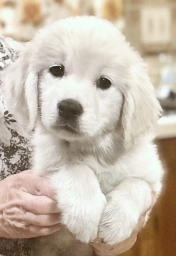 Sweet Valley Glopups  puppies for sale