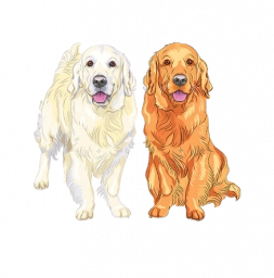 Wood Ridge Golden Retrievers  puppies for sale