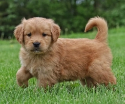Meadow Grace Goldens  puppies for sale