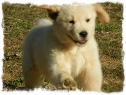 GOLDEN ROCK FARM  puppies for sale