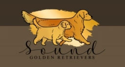Sound Golden Retrievers  puppies for sale