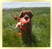 SkyRiver Golden Retrievers  puppies for sale