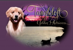 Tangle Loft  puppies for sale