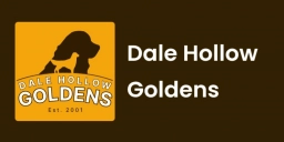 Dale Hollow Goldens  puppies for sale