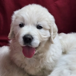 Hidden Springs English Goldens  puppies for sale