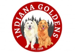 Indiana Goldens  puppies for sale