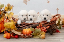 Majestic Manor  puppies for sale