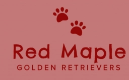 Red Maple  puppies for sale