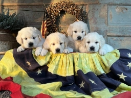 English Cream Golden Retriever  puppies for sale