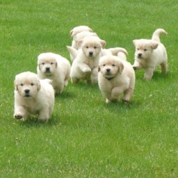 Harvestime Kennel  puppies for sale
