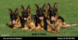 Haus Juris  puppies for sale
