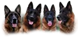 German Shepherd Breeders  puppies for sale
