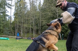 Vom Haus Audax  puppies for sale