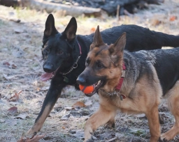 RACHERBACH KENNELS  puppies for sale