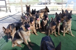 Vintar German Shepherd  puppies for sale