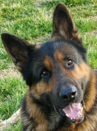 Rosehall Shepherds  puppies for sale