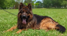 Twino German Shepherd  puppies for sale