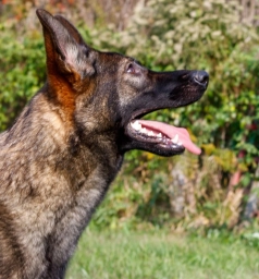 Von Dietrich K9  puppies for sale