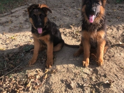 BLUE RIVER KENNELS  puppies for sale