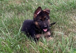 Kreuz Haus Quality Purebred  puppies for sale