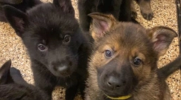 Von Goedehaus German Shepherds  puppies for sale