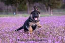 Magnum Opus  puppies for sale