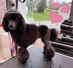 Mount Bethel Poodles  puppies for sale