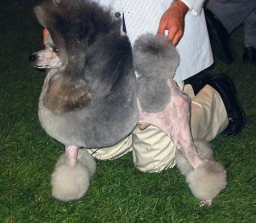 Poodles Bredders  puppies for sale