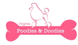 Poodles  puppies for sale