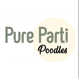 Pure Parti Poodles  puppies for sale