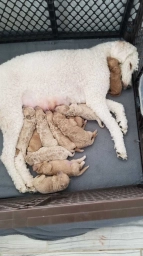 Poodles of Barnegat Bay  puppies for sale