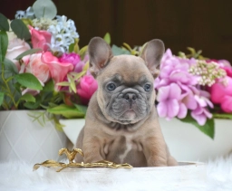 Country Club Frenchies  puppies for sale
