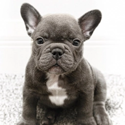 Blue Frenchies  puppies for sale