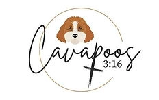 Cavapoos  puppies for sale