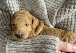 Sleeping Bear Kennels  puppies for sale