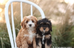 Willow Ridge Farm  puppies for sale