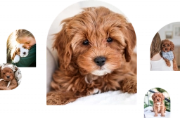 Golden Valley  puppies for sale