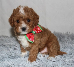 Blue Diamond Family Pups  puppies for sale